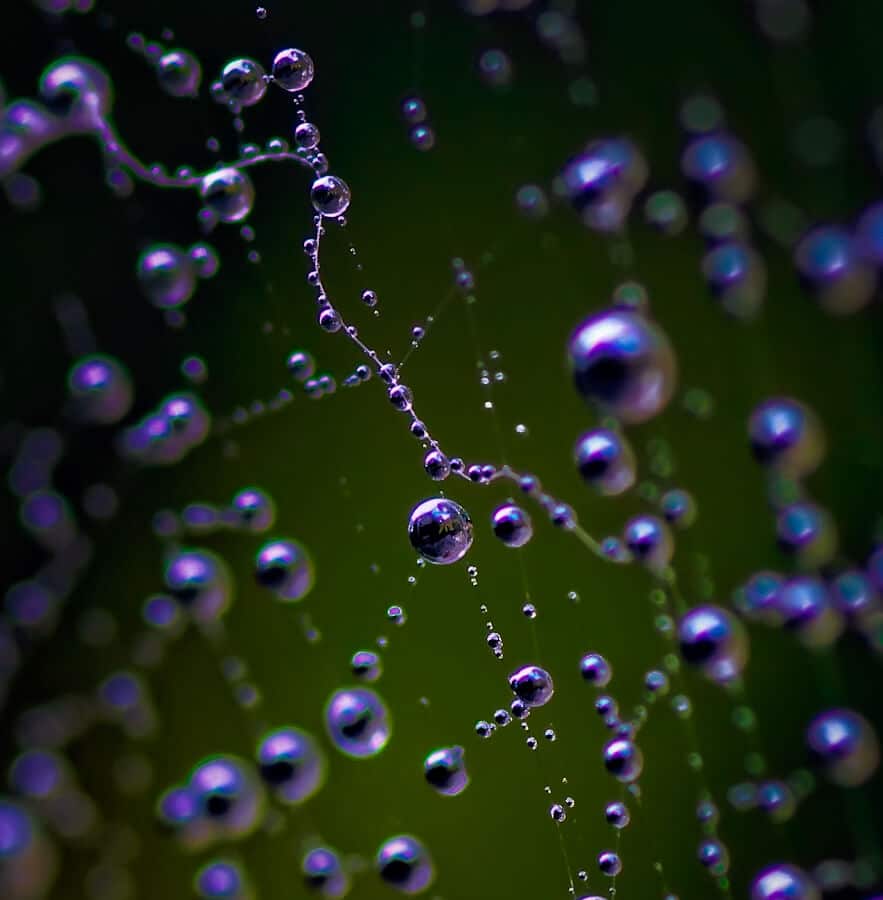 Dewdrops on a spiders web
