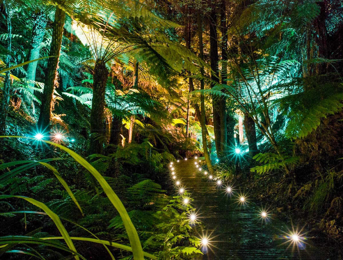 long exposure of the rainforest gully lit by small spotlights