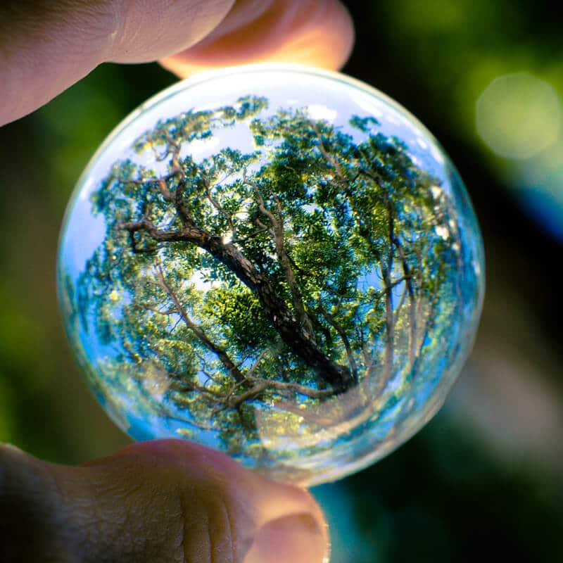 Trees overhead refracted through a hand-held glass sphere