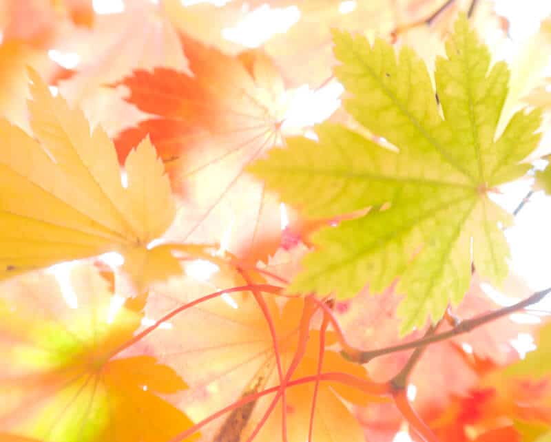 High key photograph of autumnal maple leaves against bright sky