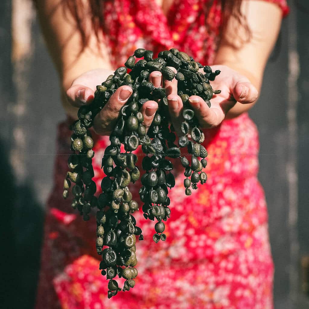 Woman in a red dress offering a bunch of sea grapes
