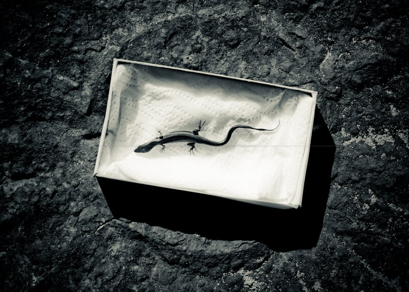 Dead skink on tissue paper in a small box